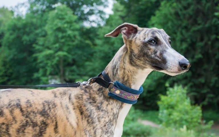 Can You Go Hiking With A Greyhound