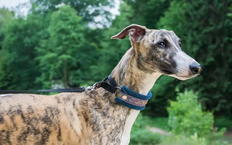 Can You Go Hiking With A Greyhound