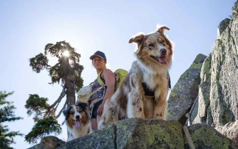5 Creative Ways To Deal With Dog Poop When Hiking!