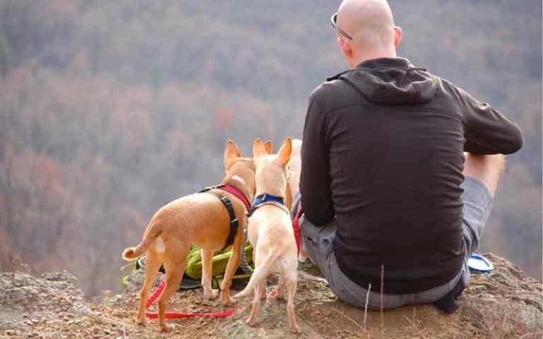 Can You Hike With Dogs in Glacier National Park