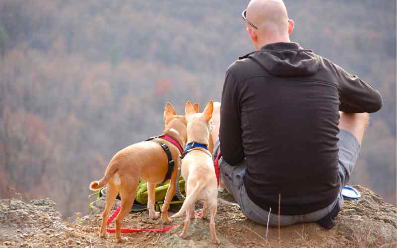 Can You Hike With Dogs in Glacier National Park