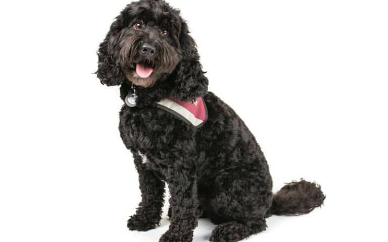 Can You Take a Cockapoo Hiking