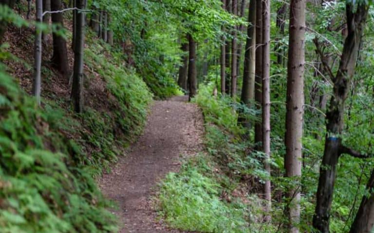 How Much Does It Cost To Build A Hiking Trail? (Explained)