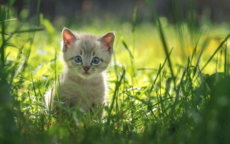 Can I Bring My Kitten Camping