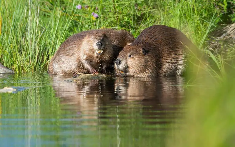 Do Beavers Go Camping