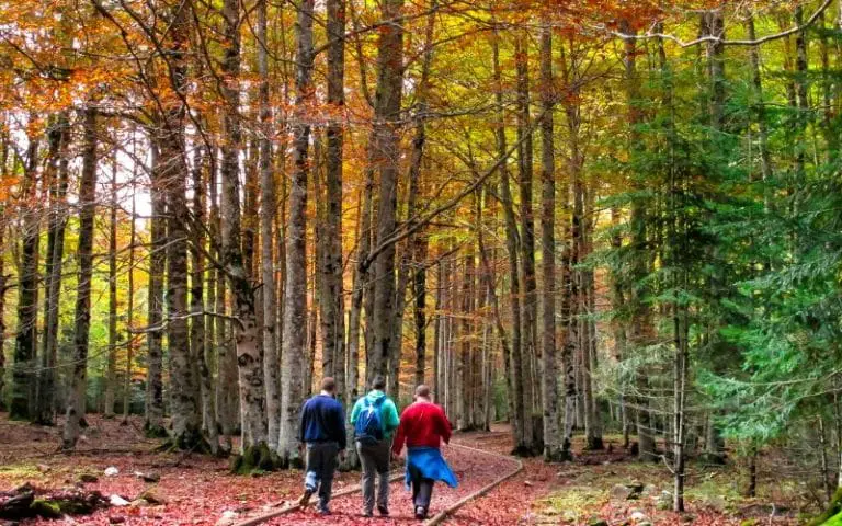 Hiking Trails For Fall Foliage: Nature’s Colorful Display!